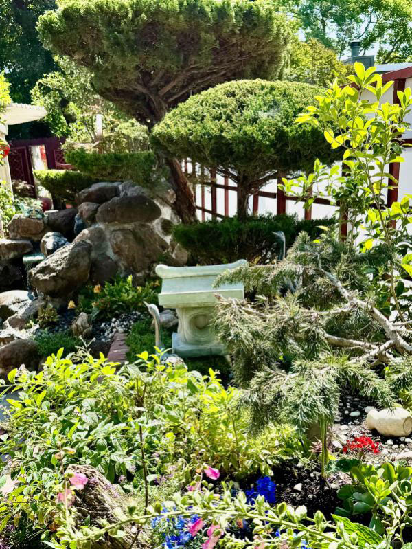 backyard photo