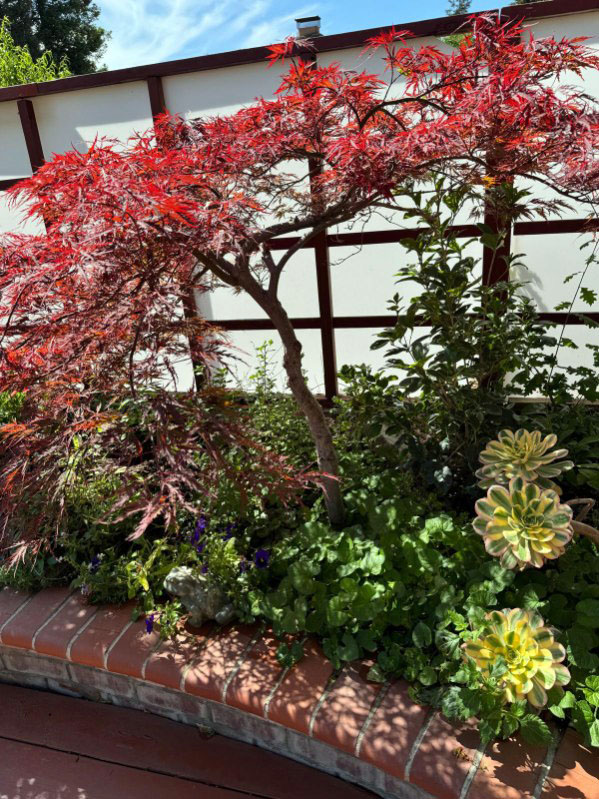 backyard photo