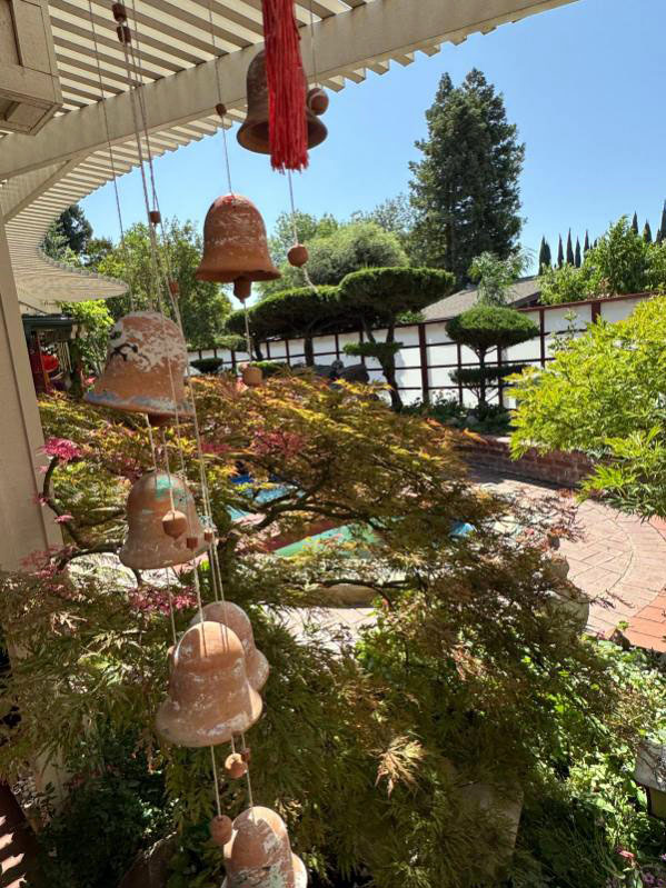 backyard photo