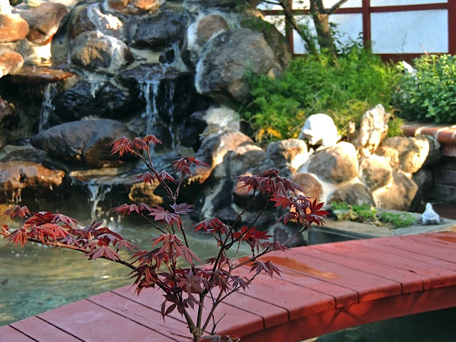 backyard photo