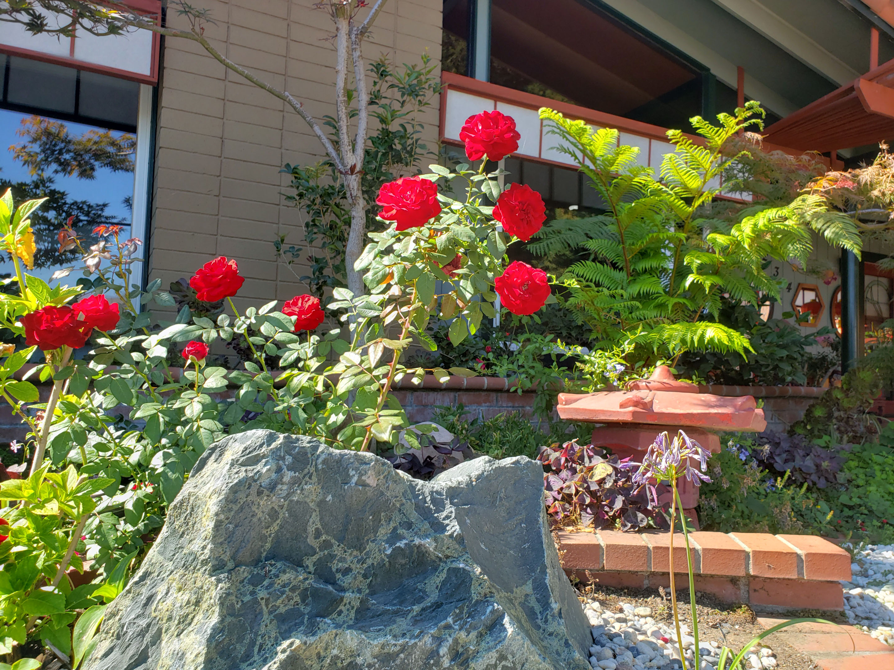 frontyard photo