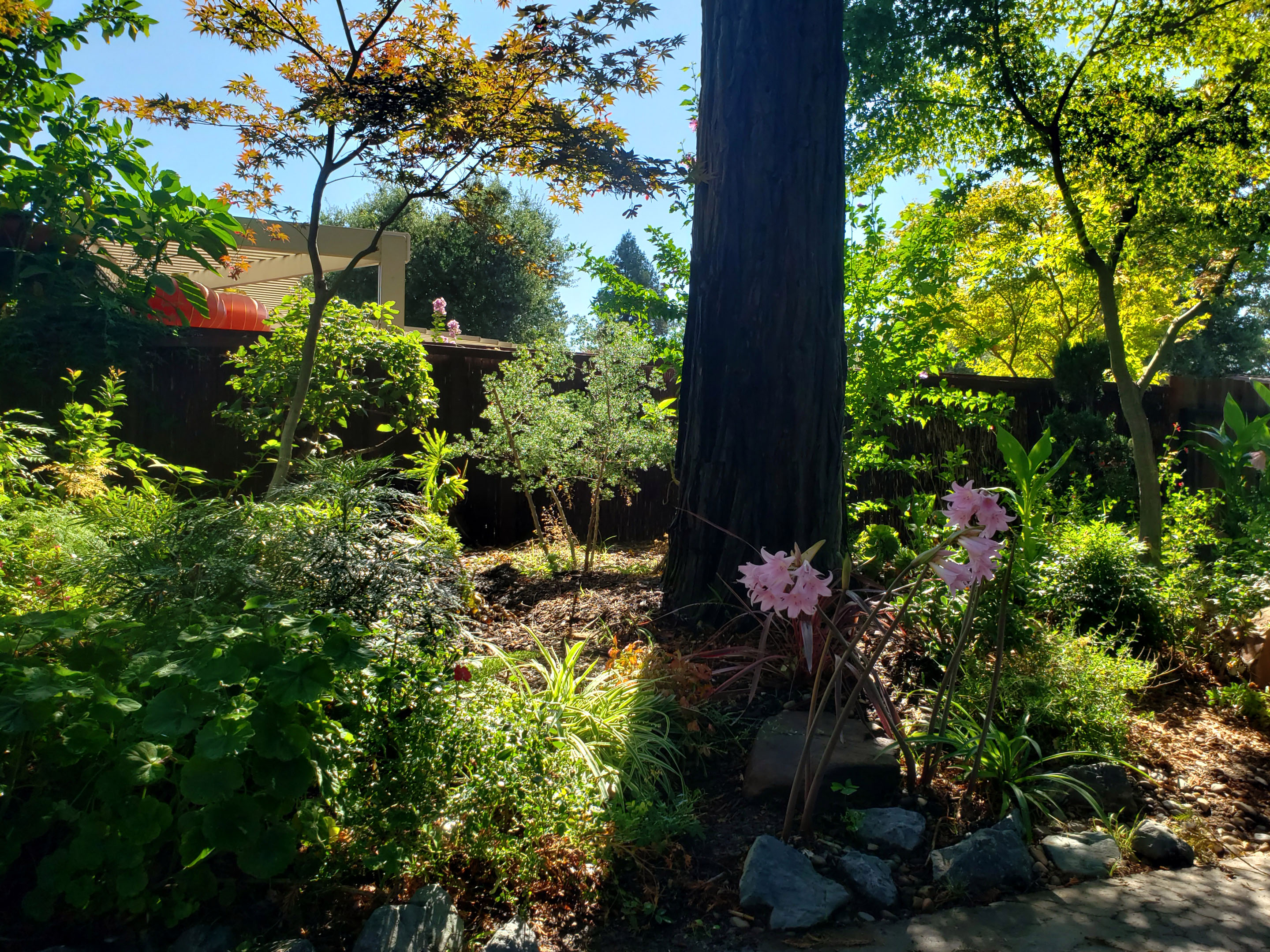 Davis City Garden photo