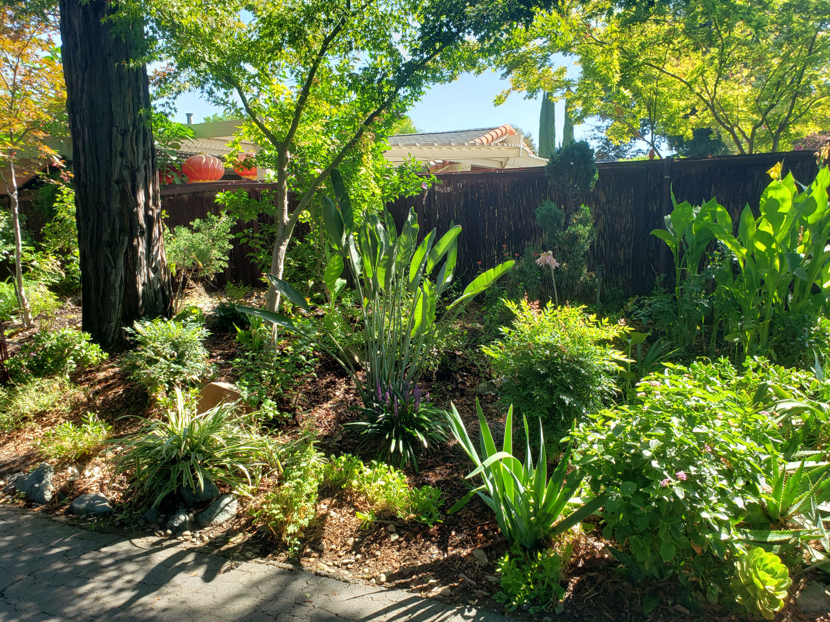 Davis City Garden photo