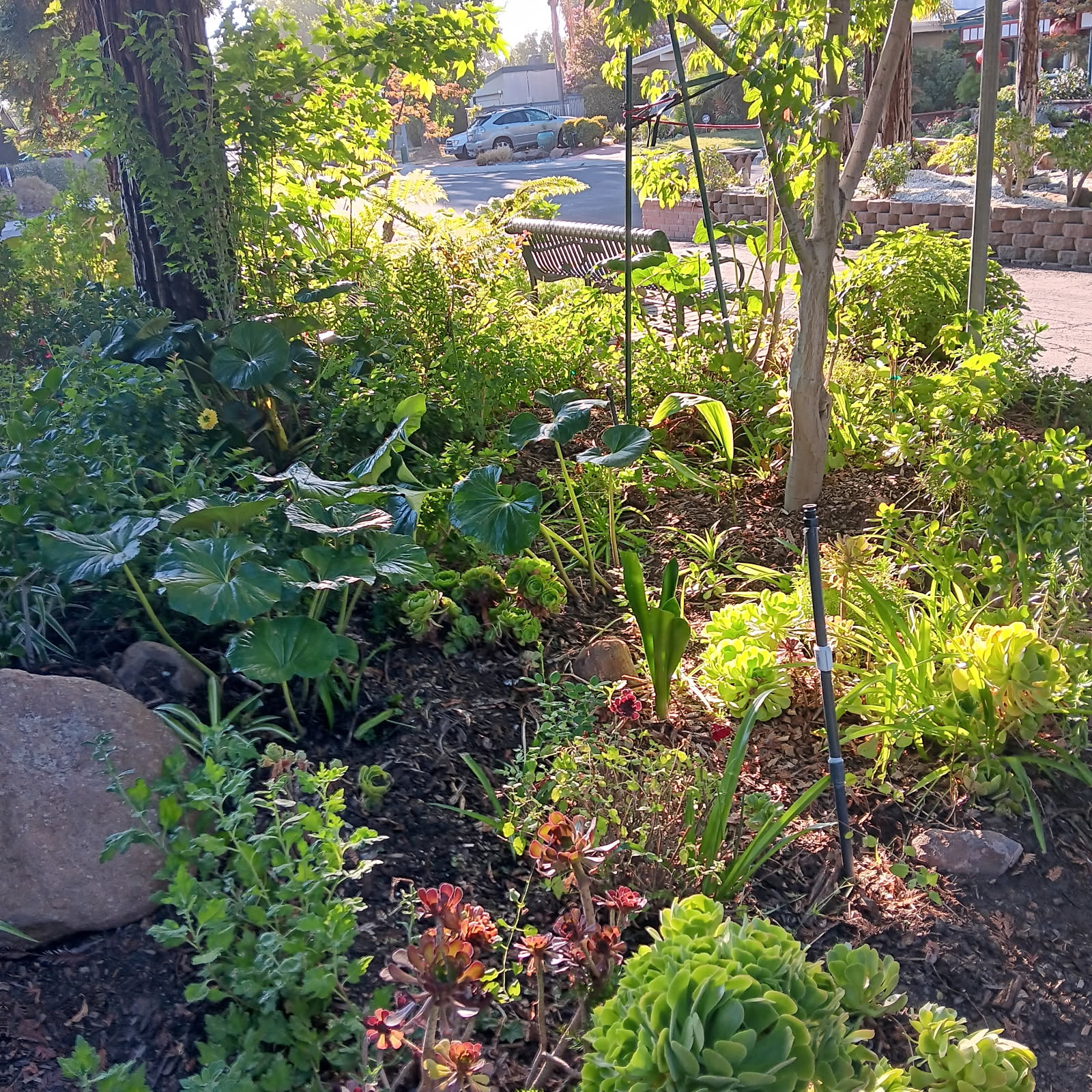 Davis City Garden photo