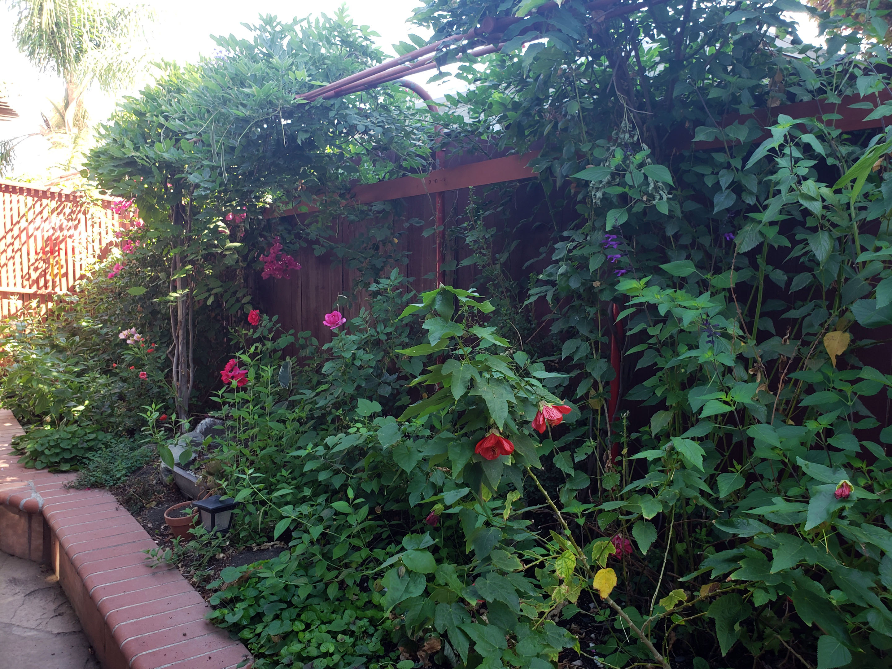 sideyard photo